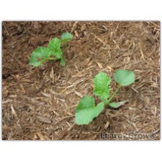 Plant de melon charentais